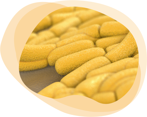 Reuflor lactobacillus reuteri